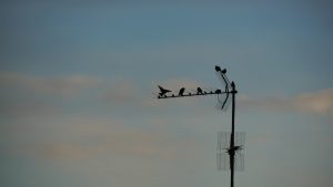 Lots Of Birds On A TV Antenna